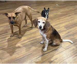 Mabel Joy - Female Beagle Dog for Adoption - Photo #2