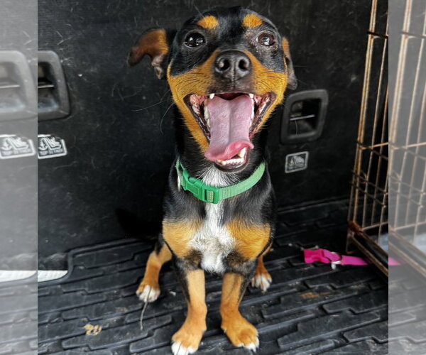 Medium Photo #4 Mutt Puppy For Sale in Brooklyn Center, MN, USA