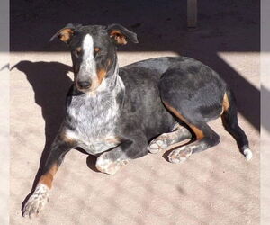 Doberman Pinscher-Unknown Mix Dogs for adoption in Golden Valley, AZ, USA