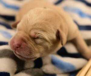 Labrador Retriever Puppy for sale in ELK, WA, USA