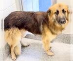 Small #1 German Shepherd Dog Mix