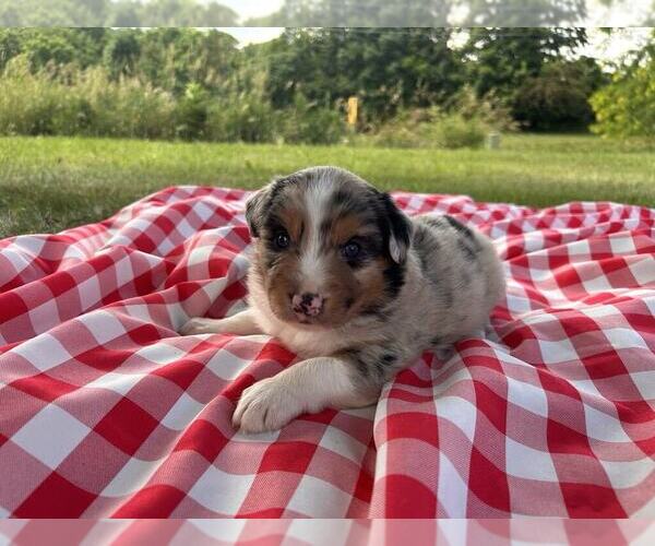 Medium Photo #6 Australian Shepherd Puppy For Sale in JEROMESVILLE, OH, USA