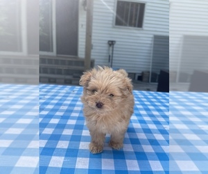 Pom-A-Poo Puppy for sale in CHICHESTER, NY, USA