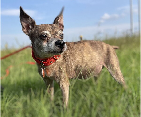 Medium Photo #2 Chihuahua Puppy For Sale in Boonton, NJ, USA
