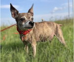 Small #1 Chihuahua