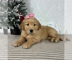 Small #5 Golden Retriever