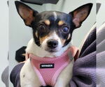 Small #1 Rat Terrier