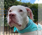 Small Photo #9 American Pit Bull Terrier-Unknown Mix Puppy For Sale in Redlands, CA, USA