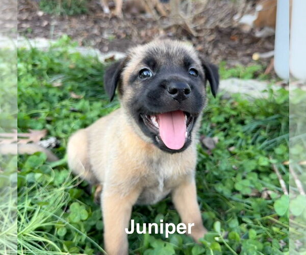 Medium Photo #5 Mutt Puppy For Sale in Holly Springs, NC, USA