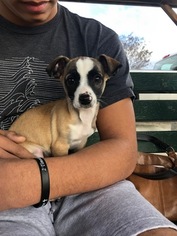 Jack Russell Terrier-Unknown Mix Puppy for sale in DISCOVERY BAY, CA, USA