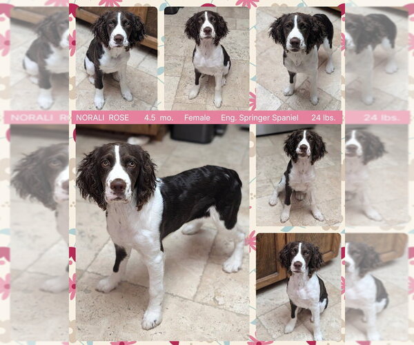 Medium Photo #1 English Springer Spaniel Puppy For Sale in Mesa, AZ, USA
