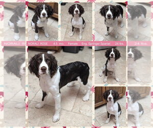 English Springer Spaniel Dogs for adoption in Mesa, AZ, USA