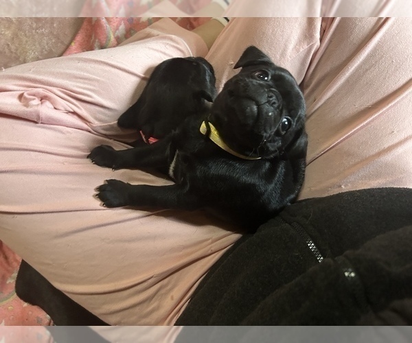 Medium Photo #11 Frenchie Pug Puppy For Sale in BLOOMINGTON, IL, USA