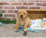 Small #5 Labrador Retriever