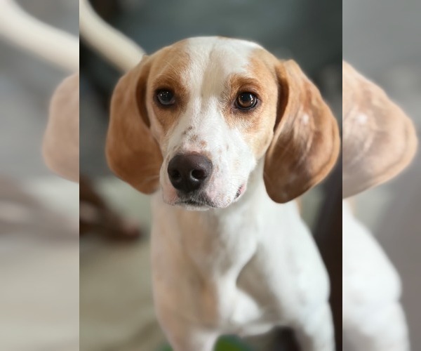 Medium Photo #10 American Foxhound-Beagle Mix Puppy For Sale in Dunnellon, FL, USA