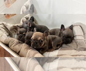 French Bulldog Puppy for sale in LEBANON, KY, USA