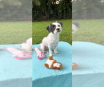 Small #3 Shih Tzu
