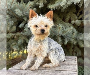 Father of the Morkie puppies born on 11/12/2025