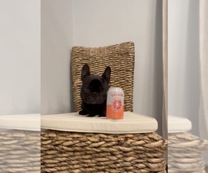 French Bulldog Puppy for sale in EASTVALE, CA, USA