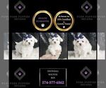 Puppy Snowball Maltese