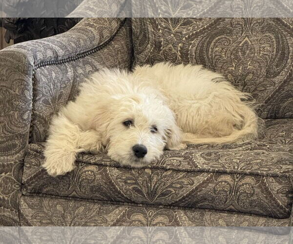 Medium Photo #2 Goldendoodle Puppy For Sale in Fort Worth, TX, USA