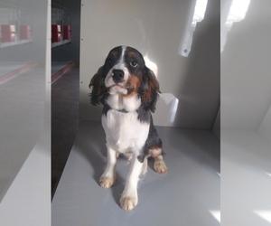 Cavalier King Charles Spaniel Puppy for sale in SHIPSHEWANA, IN, USA