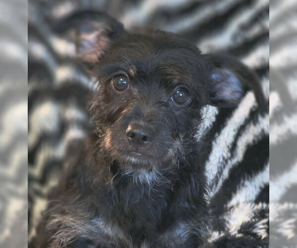 Medium Photo #7 Dachshund-Miniature Schnauzer Mix Puppy For Sale in Chino Hills, CA, USA