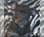 Small #6 Dachshund-Miniature Schnauzer Mix