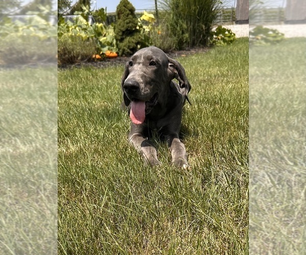 Medium Photo #2 Great Dane Puppy For Sale in MIDDLEBURY, IN, USA