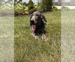Small Photo #2 Great Dane Puppy For Sale in MIDDLEBURY, IN, USA
