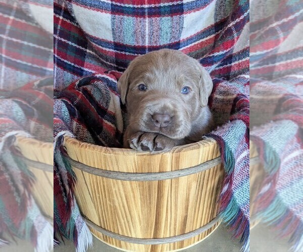 Medium Photo #4 Labrador Retriever Puppy For Sale in PALMYRA, VA, USA