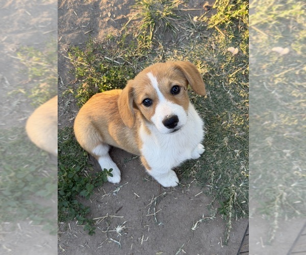 Medium Photo #4 Corgi-Aussie Puppy For Sale in OAKDALE, CA, USA