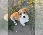 Small #3 Corgi-Aussie