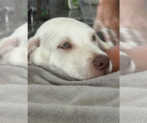 Labrador Retriever-Unknown Mix Dogs for adoption in San Diego, CA, USA