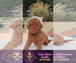 Image preview for Ad Listing. Nickname: Tillie