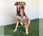 Small Photo #2 Shepradors Puppy For Sale in San Diego, CA, USA