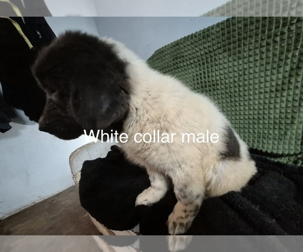Medium Photo #36 Newfoundland Puppy For Sale in AURORA, IN, USA