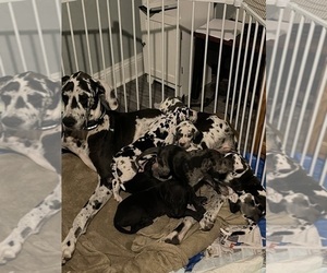 Mother of the Great Dane puppies born on 11/29/2023