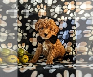 Poodle (Toy) Puppy for sale in KIRKWOOD, PA, USA