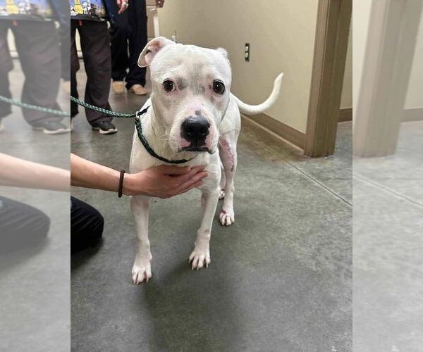 Medium Photo #1 American Staffordshire Terrier-Unknown Mix Puppy For Sale in Wenonah, NJ, USA