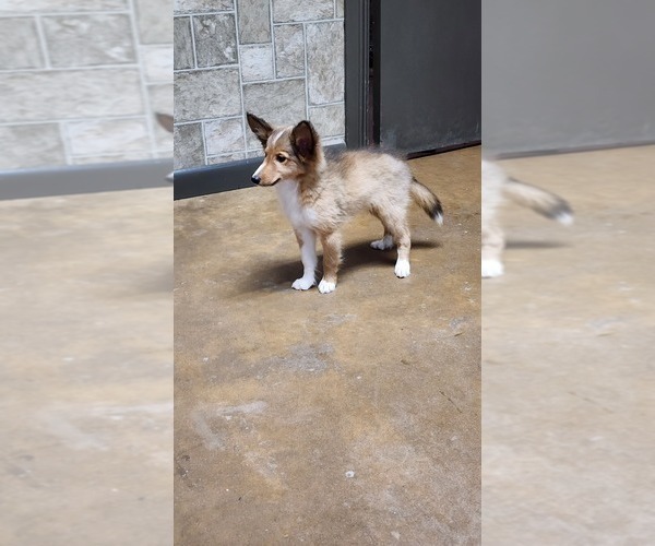 Medium Photo #13 Shetland Sheepdog Puppy For Sale in GREENWOOD, WI, USA