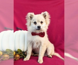 Pomeranian Puppy for sale in LINCOLN UNIVERSITY, PA, USA