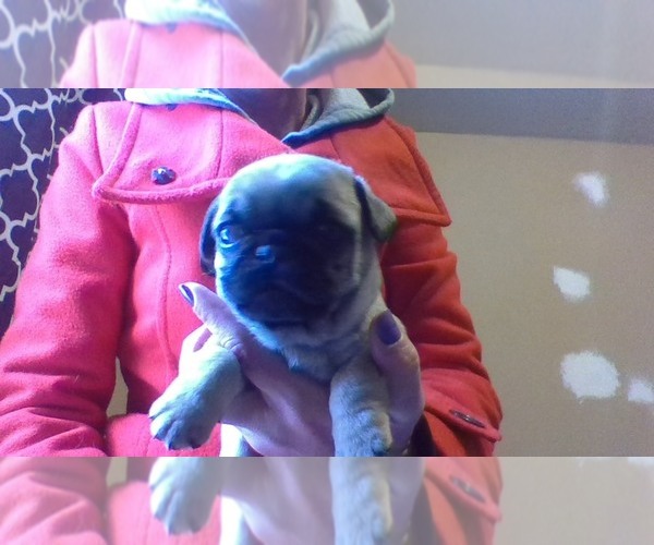 Medium Photo #1 Pug Puppy For Sale in CLOVERDALE, OR, USA