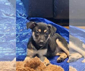 Australian Shepherd-Unknown Mix Dogs for adoption in The Woodlands, TX, USA