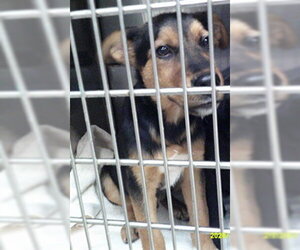 Mutt Dogs for adoption in Oklahoma City, OK, USA