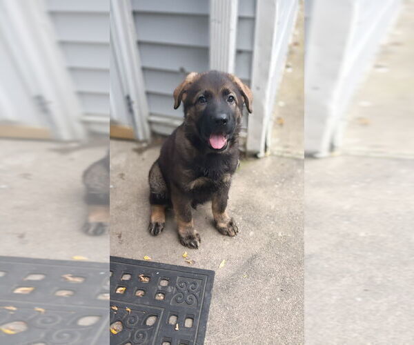 Medium Photo #2 German Shepherd Dog Puppy For Sale in PITTSBURGH, PA, USA