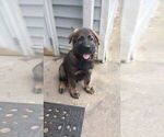 Small #1 German Shepherd Dog