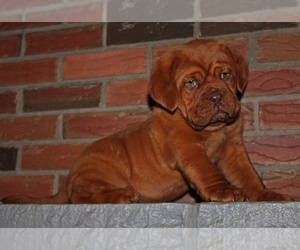 Dogue de Bordeaux Puppy for Sale in ANDOVER, Connecticut USA