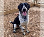 Small #2 German Shorthaired Pointer Mix