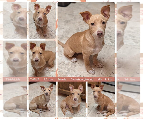 Medium Photo #1 Dachshund-Unknown Mix Puppy For Sale in Mesa, AZ, USA